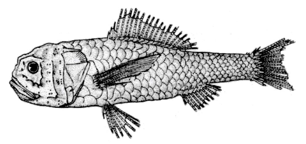 Melamphaes microps_001.jpg